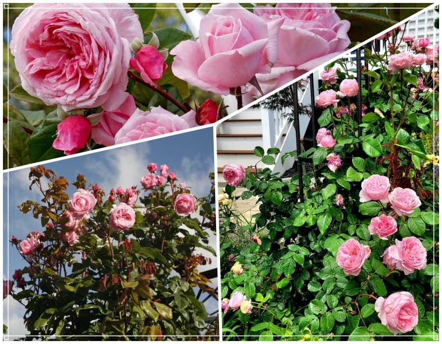 Kiss Me Kate róża pnąca